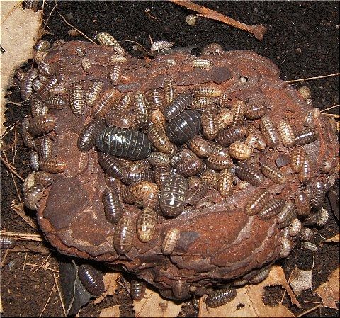 ダンゴムシの日常 食事 爬虫類や蟲たちの生態 ダンゴムシの日常 食事 爬虫類や蟲たちの生態