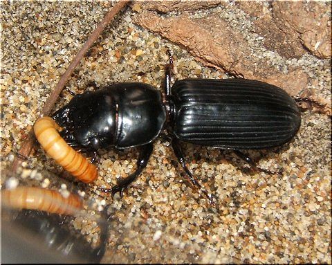 ヒョウタンの生態 前回の続き 爬虫類や蟲たちの生態