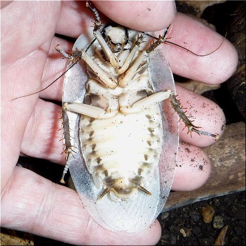 白い貴公子 爬虫類や蟲たちの生態 白い貴公子 爬虫類や蟲たちの生態
