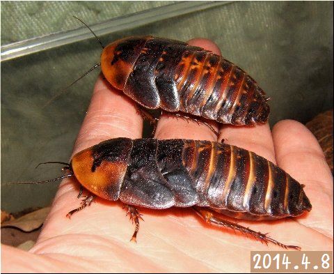 ジャイアントウッドローチ約100匹（ペット用ゴキブリ）