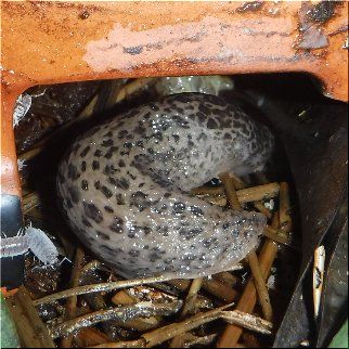 ナメクジの死と後継者 爬虫類や蟲たちの生態