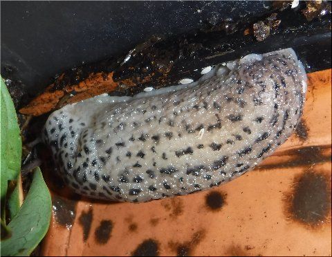 ナメクジの死と後継者 爬虫類や蟲たちの生態