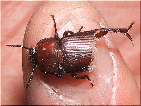 不死身のミルワーム 爬虫類や蟲たちの生態