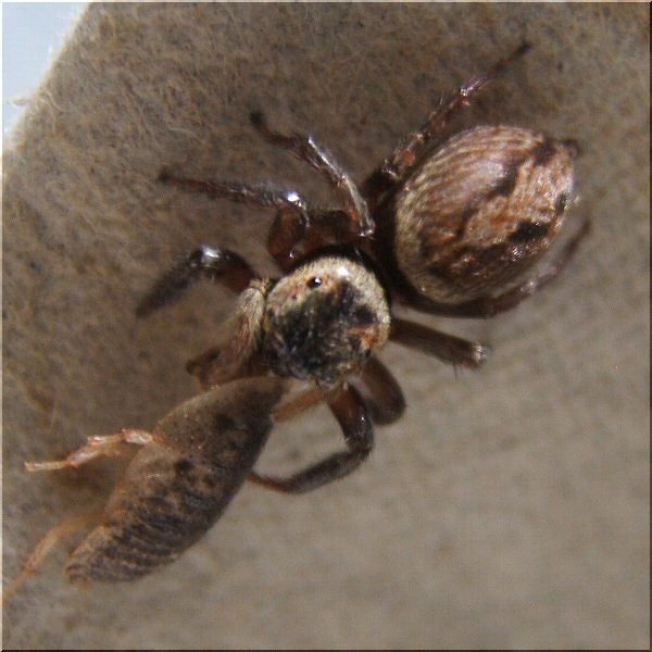 家のハエトリグモ ２ 爬虫類や蟲たちの生態 別館