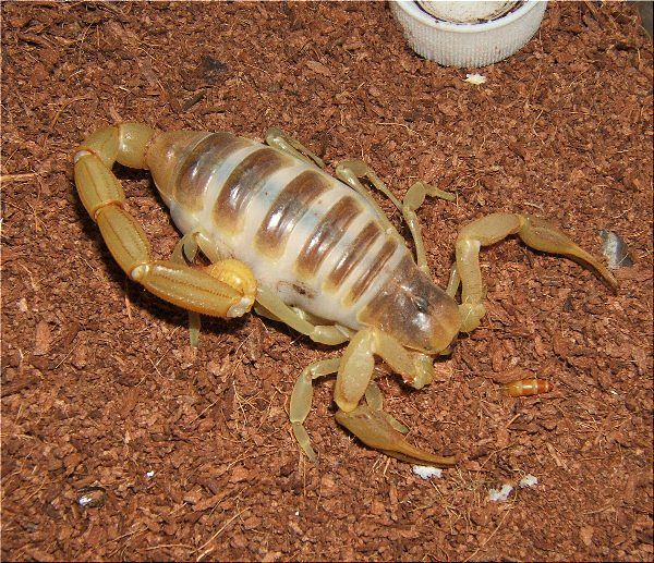 家のでぶコンビ サソリ 爬虫類や蟲たちの生態 別館 家のでぶコンビ サソリ 爬虫類や蟲たちの生態 別館
