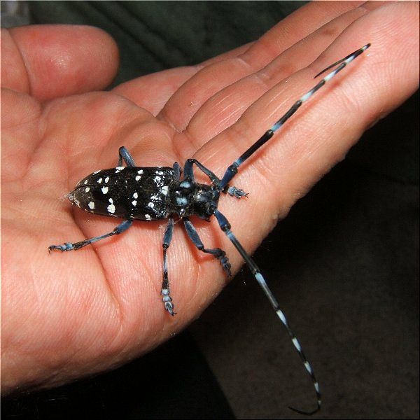 爬虫類や蟲たちの生態 別館 お客様はゴマダラカミキリ 爬虫類や蟲たちの生態 別館 お客様はゴマダラカミキリ