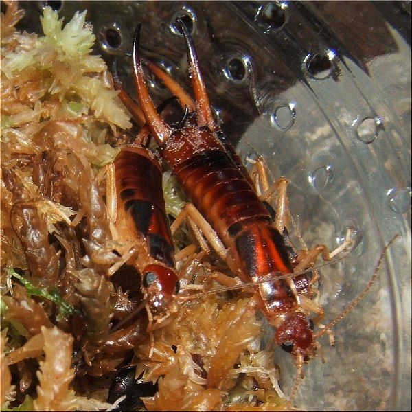 オオハサミムシの飼育難度 爬虫類や蟲たちの生態 別館 オオハサミムシの飼育難度 爬虫類や蟲たちの生態 別館