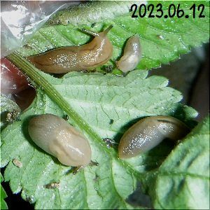 ナメクジ再スタート(1)