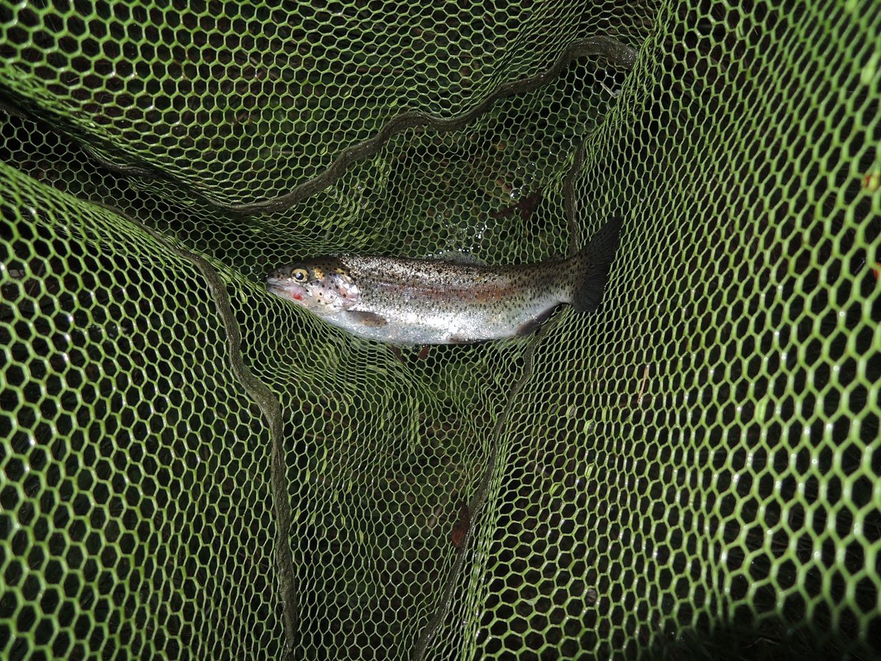 忍野 土日連続 ヒゲナガのまとめ ヒゲナガ侍のブログ