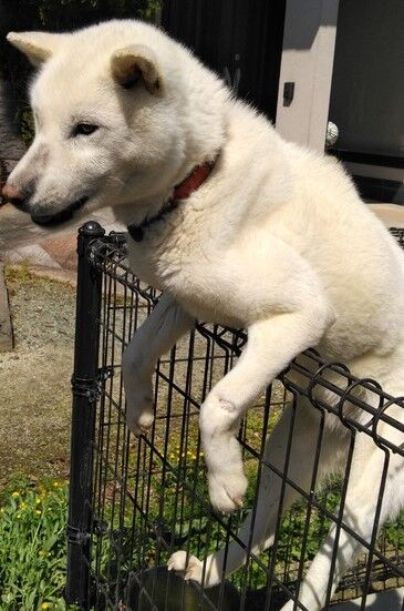Higeshipponoblog 北海道犬 はく 君