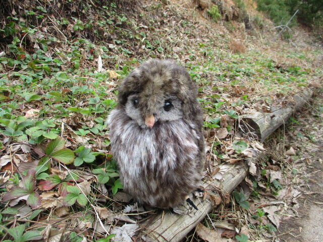 フクロウぬいぐるみ ウラルフクロウ ヒゲタス衣装 フクロウぬいぐるみ ウラルフクロウ ヒゲタス衣装
