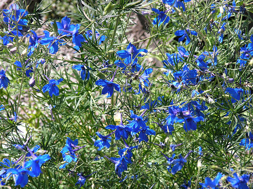 デルフィニウムの原種の種 : Canna's House and Garden