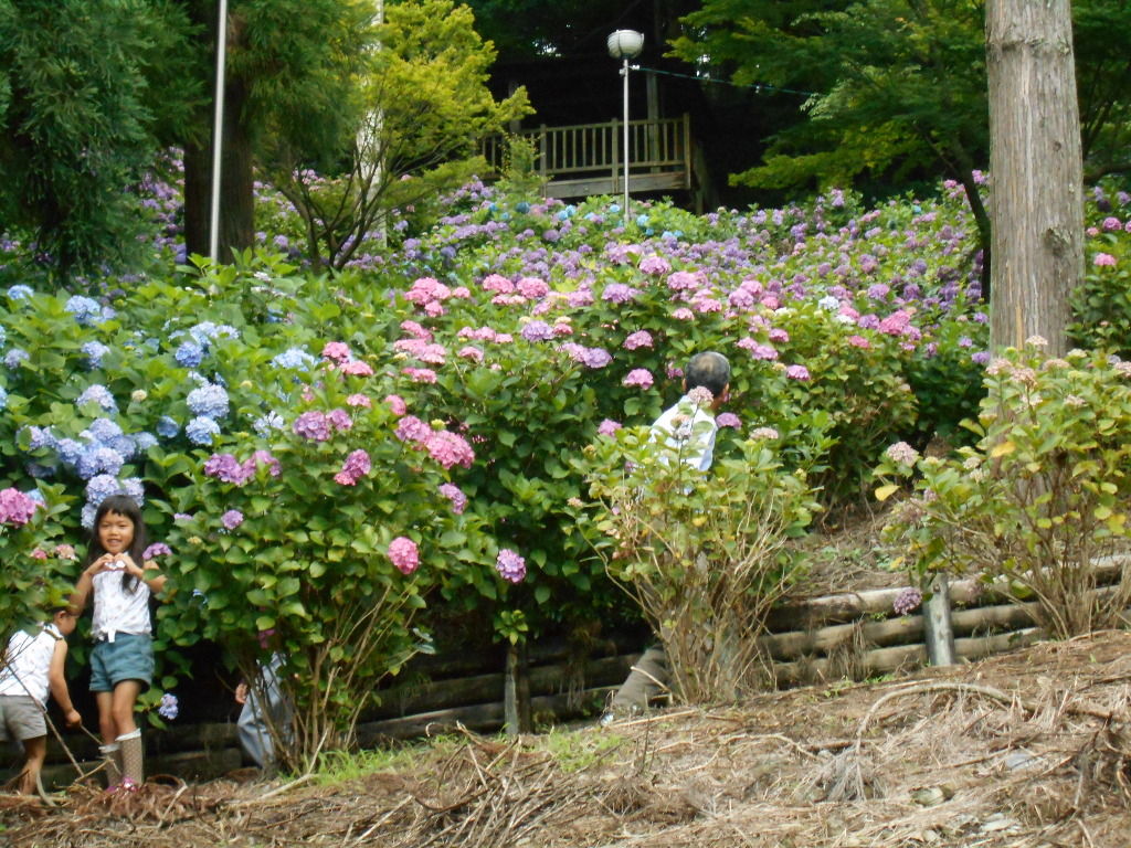 秋葉公園 牧の原市 の紫陽花 そこから新芽を 秋葉公園 牧の原市 の紫陽花 そこから新芽を