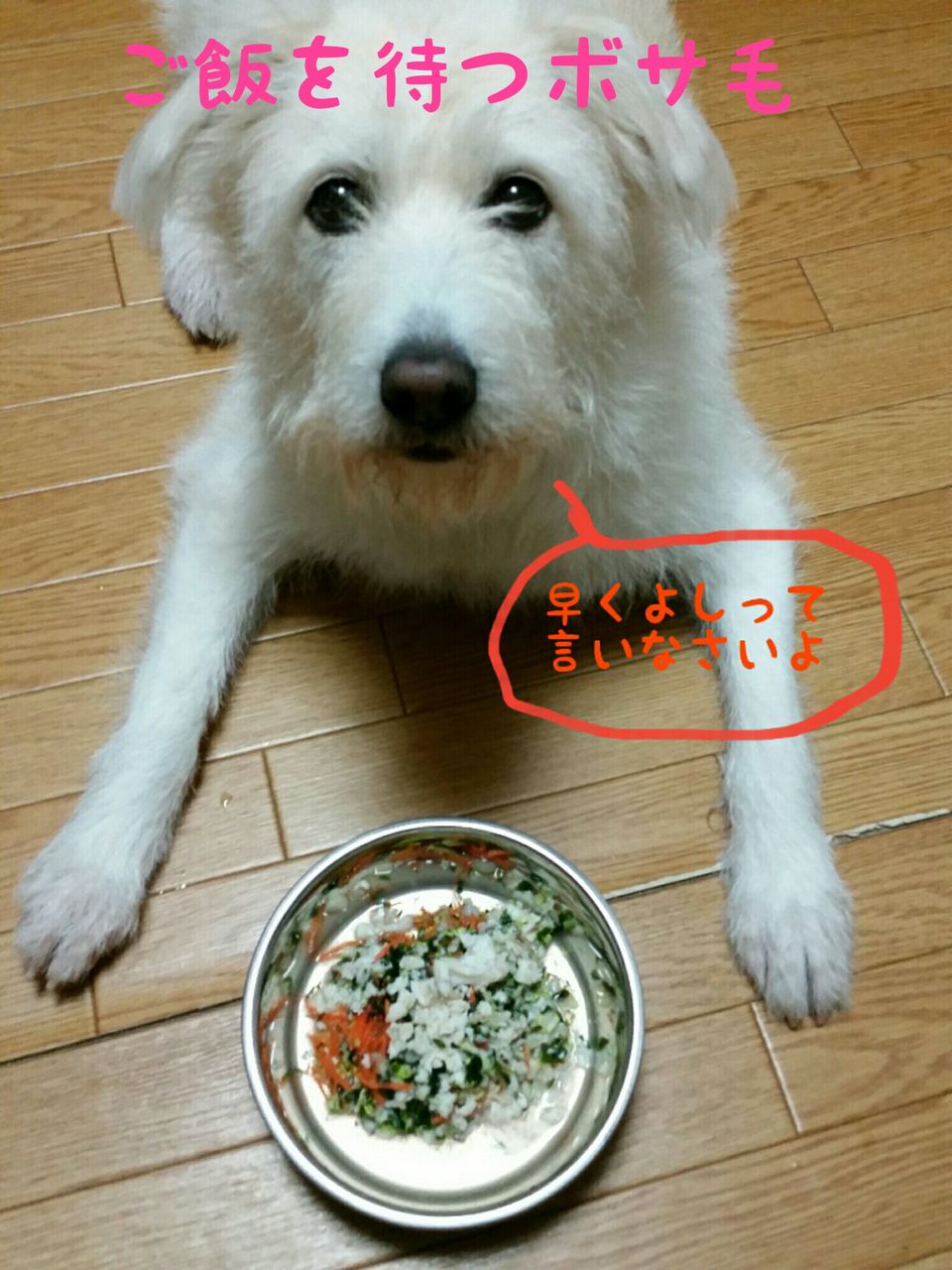 毛が伸び放題の犬 ららは雑種の白犬