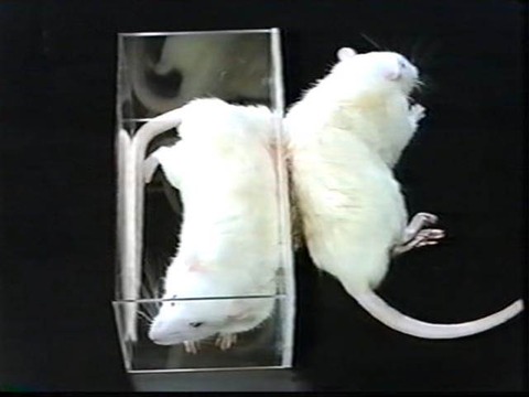 パラビオーシス