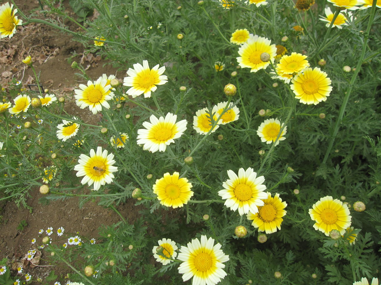 春菊の花 楽農だより 春菊の花 楽農だより