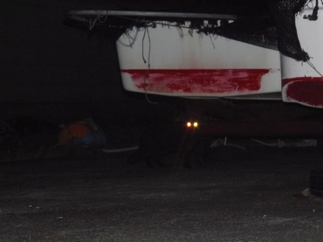 巫女は巨乳じゃない話 お昼寝ごろにゃん島より かいてつす 地球を救う