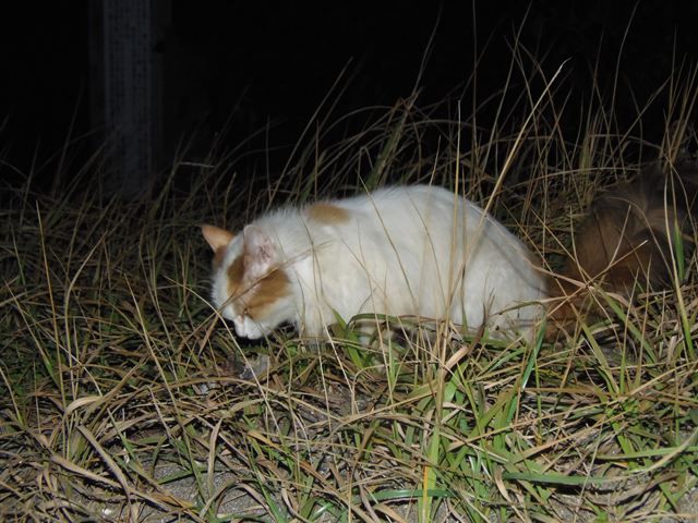 あくるーおうの巫女の話 お昼寝ごろにゃん島より かいてつす 地球を救う あくるーおうの巫女の話 お昼寝ごろにゃん島より かいてつす 地球を救う