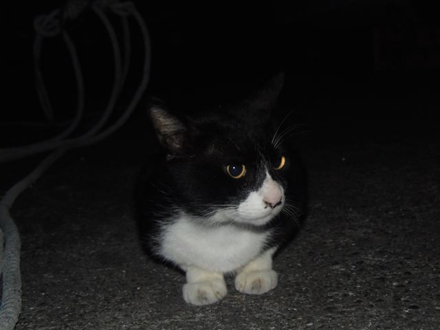 巫女は巨乳じゃない話 お昼寝ごろにゃん島より かいてつす 地球を救う