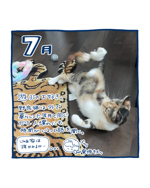 保護猫の軌跡4
