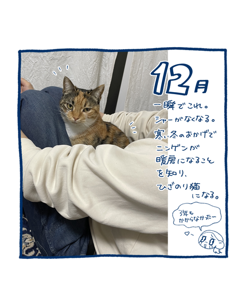 保護猫の軌跡１０