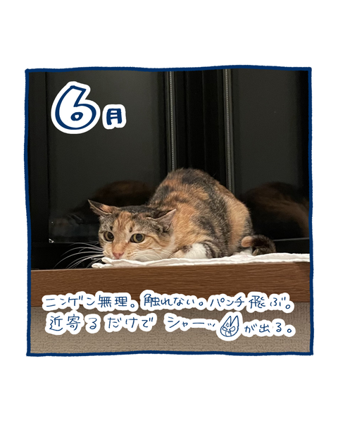 保護猫の軌跡3
