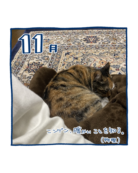 保護猫の軌跡8