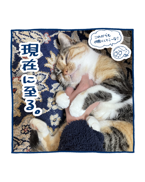 保護猫の軌跡１1