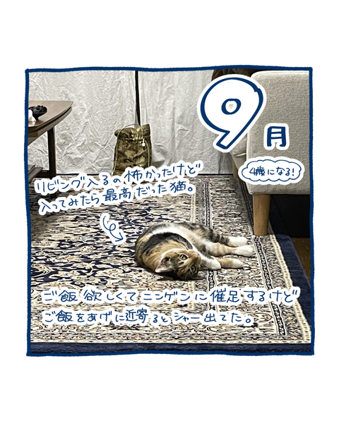 保護猫の軌跡6