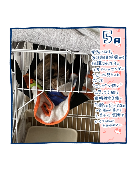 保護猫の軌跡2