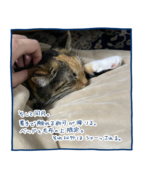 保護猫の軌跡9