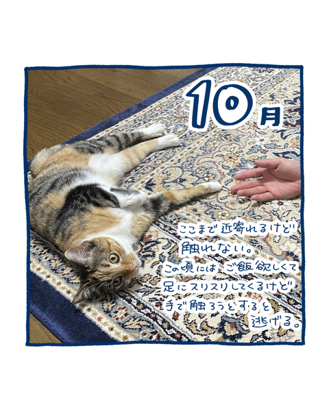 保護猫の軌跡7
