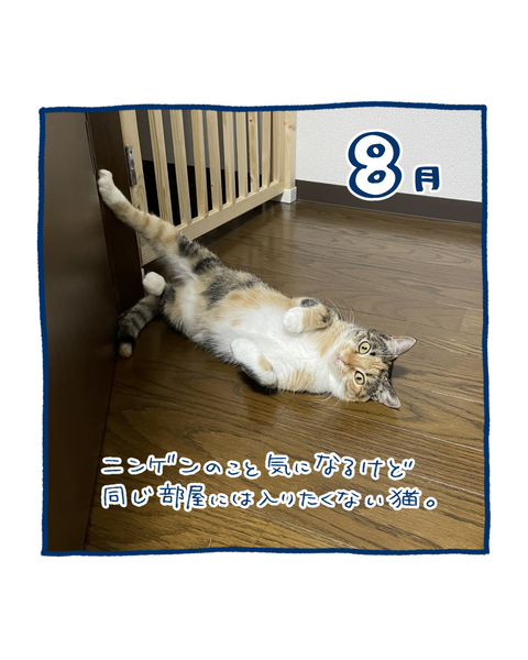保護猫の軌跡5