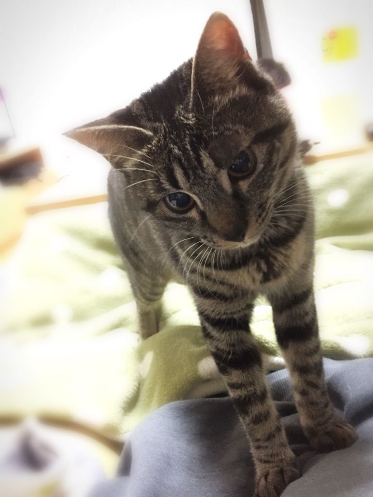 まぶたと誤飲のその後 ほぐし職人 うちに猫がいる