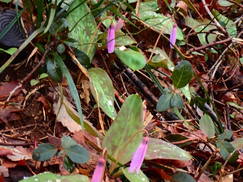 P4070203