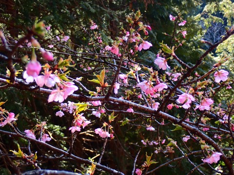 P3100047