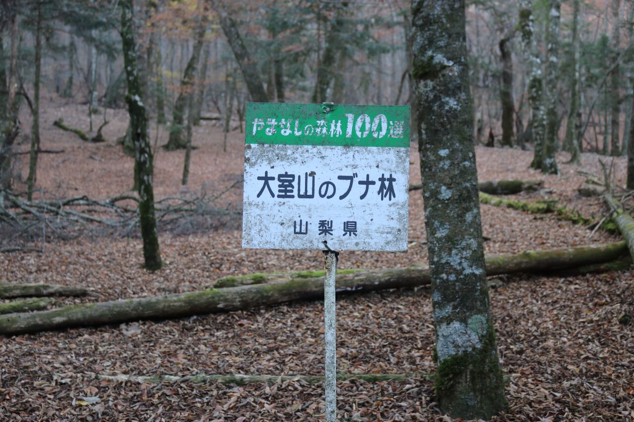大室山 青木ヶ原 山梨県 11 17 めたぼクマさんのテクテク山登り 大室山 青木ヶ原 山梨県 11 17 めたぼクマさんのテクテク山登り