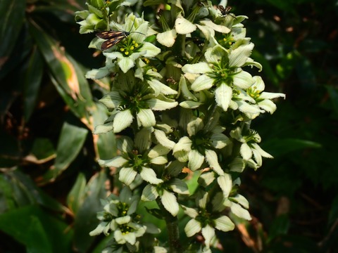 P7230478