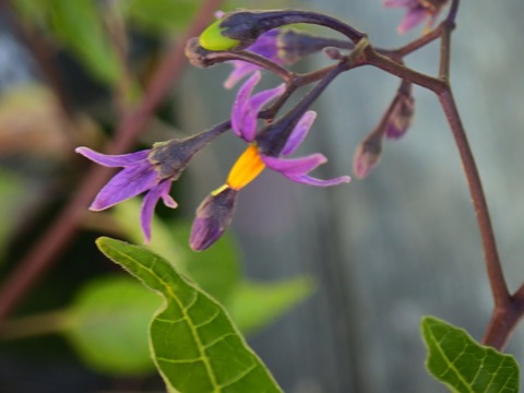 P7240573