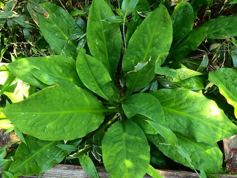 P7230482