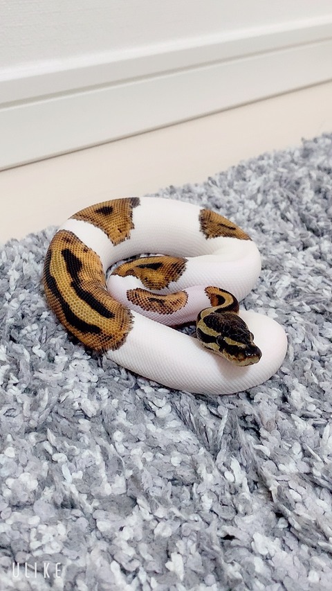 4 3 ボールパイソン パイボール お迎え 爬虫類日記