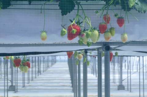 ツカリベリーズ_ベリーファーム