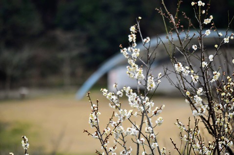 梅_冠山総合公園-5