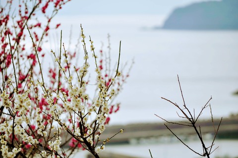 梅まつり_冠山2019-38