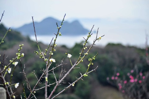 梅_冠山総合公園-36