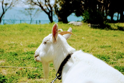 伊保木お花見会-9