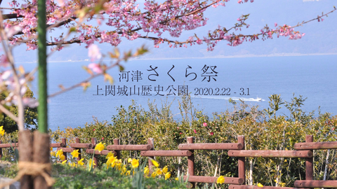 城山歴史公園桜まつりHD