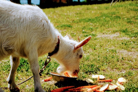 伊保木お花見会-12