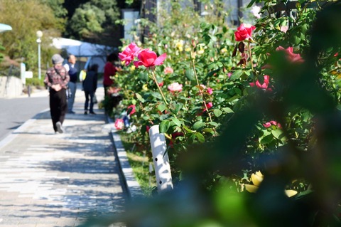 ばら祭_冠山総合公園-43
