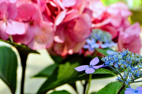 保のか_紫陽花-4